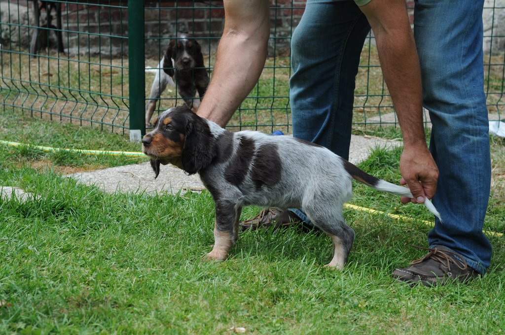 Chiots Gina et Ecco