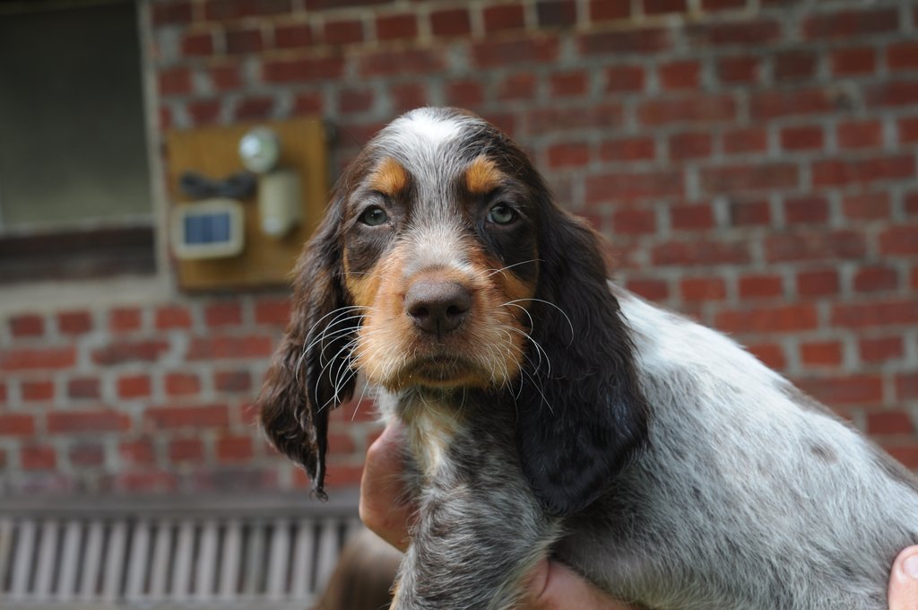 Chiots Gina et Ecco