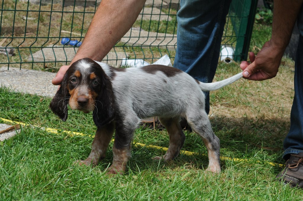 Chiots Gina et Ecco