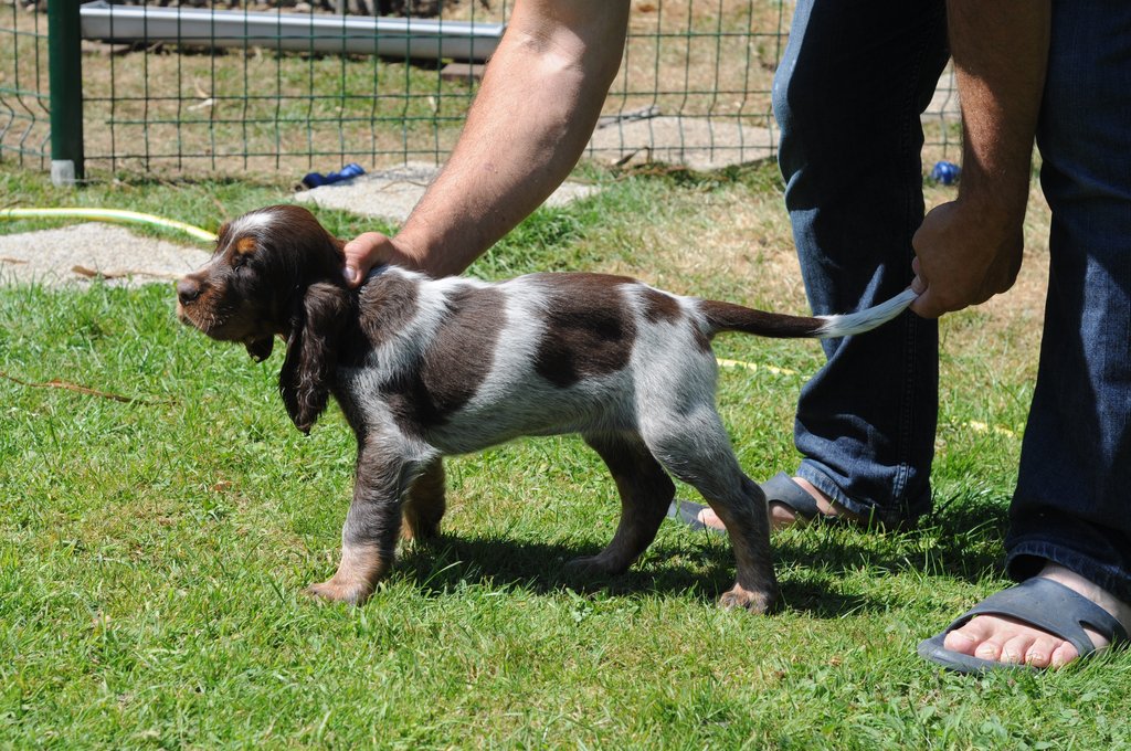 Chiots Gina et Ecco