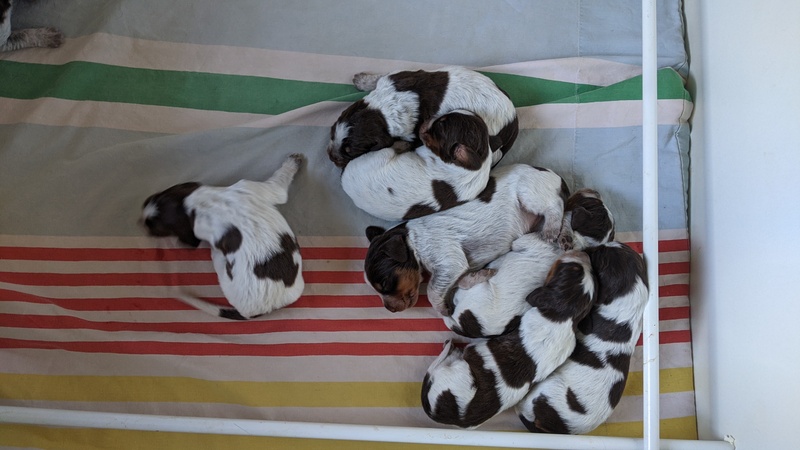 Les chiots de Newheaven et Justus