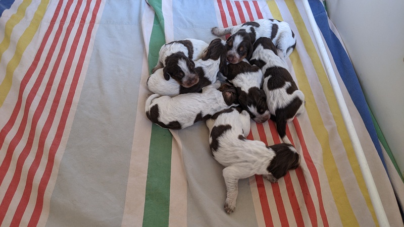 Les chiots de Newheaven et Justus