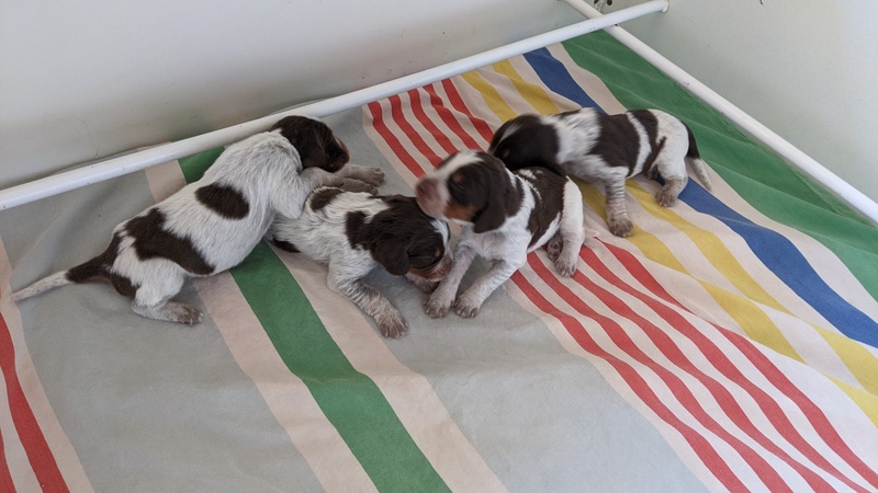 Les chiots de Newheaven et Justus