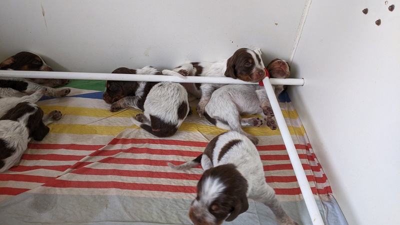 Les chiots de Newheaven et Justus