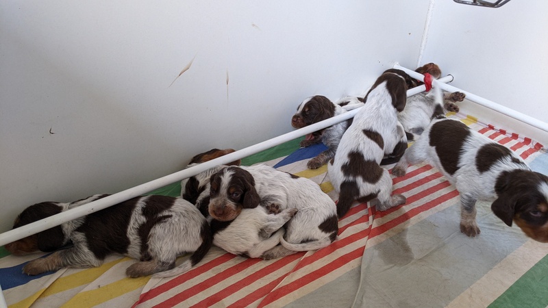 Les chiots de Newheaven et Justus