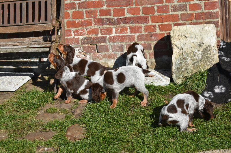 Les chiots de Newheaven et Justus