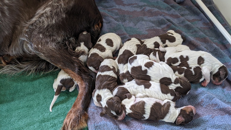 Les chiots de Newheaven et Justus