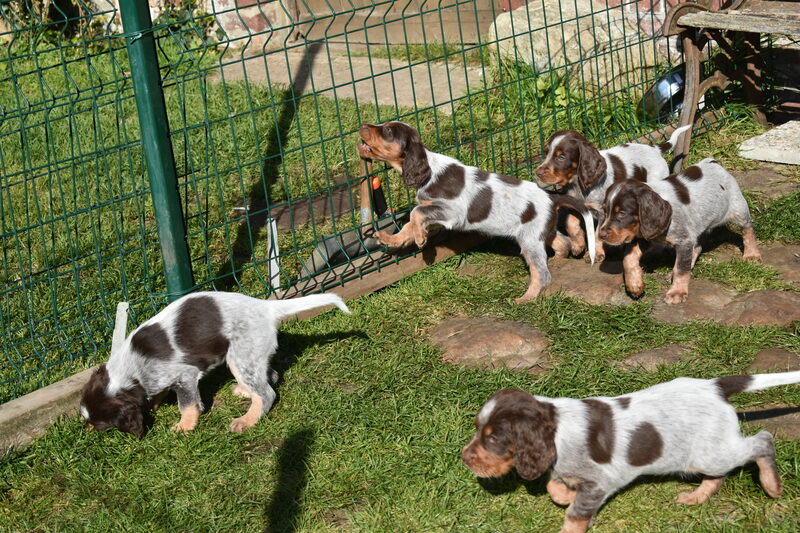 Les chiots de Newheaven et Justus