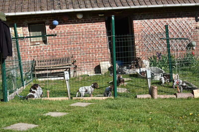 Les chiots de Newheaven et Justus