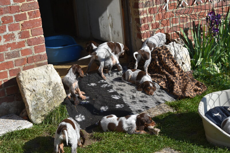 Les chiots de Newheaven et Justus