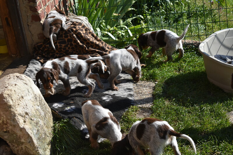 Les chiots de Newheaven et Justus