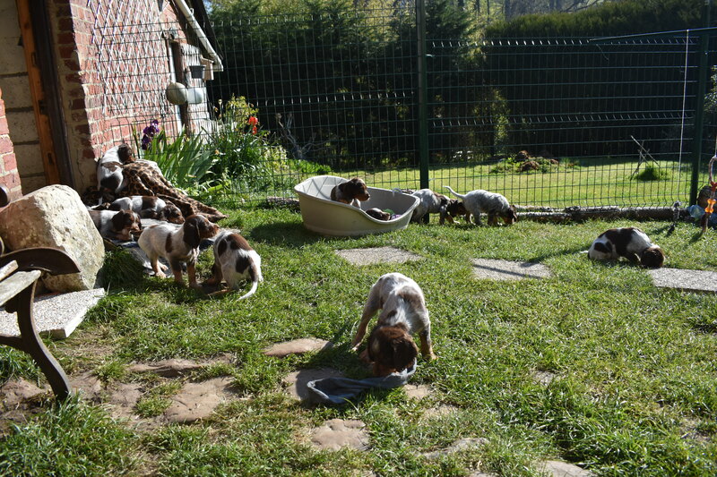 Les chiots de Newheaven et Justus