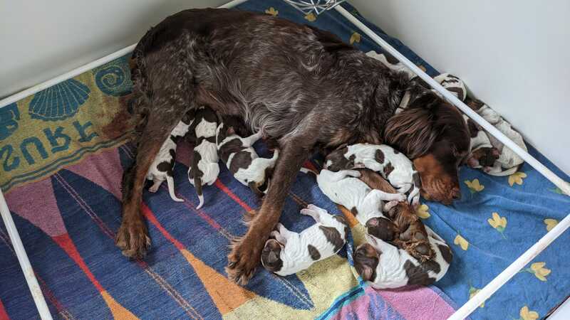 Les chiots de Newheaven et Justus