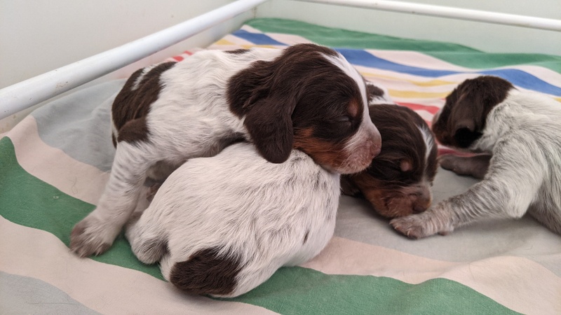 Les chiots de Newheaven et Justus