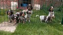 chiots Janis 5 semaines