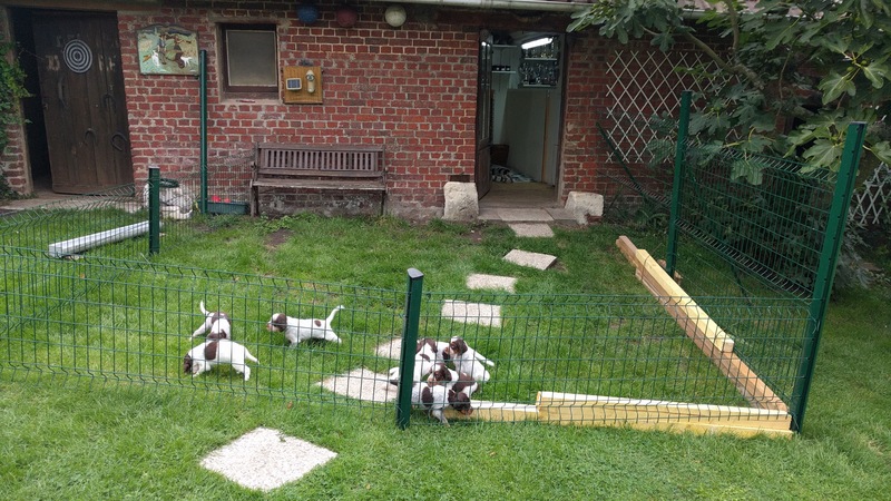 chiots Jazz 1 mois