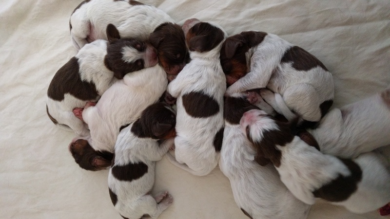 chiots Jazz 5 jours